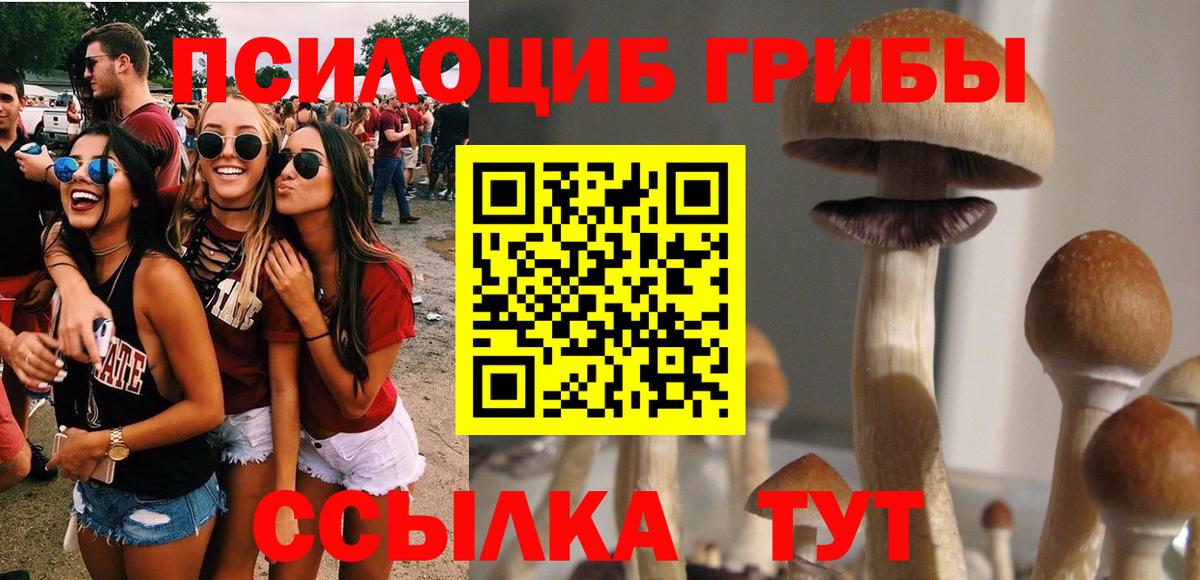 Камень-на-Оби  Псилоцибиновые грибы Psilocybine cubensis  Вход с VPN 